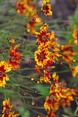 Macro image of Dyer's Tickseed blooms, Derbyshire England
