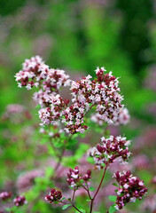 Macro image of Pot Marjoram blooms, Derbyshire England
