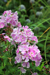 Fototapeta premium Pink Phlox blooms, Derbyshire England 