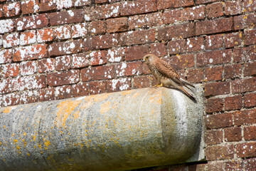 kestrel a bird of prey species belonging to the kestrel group of the falcon family perched on a wall