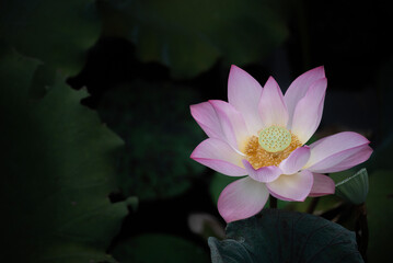 Closeup view of lotus flower in pond
