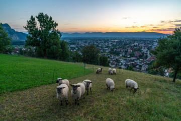weisse Schafe mit schwarzem Gesicht auf einer Bergwiese, bei Sonnenuntergang über dem Rheintal mit Blick auf Dornbirn und die Schweizer Berge