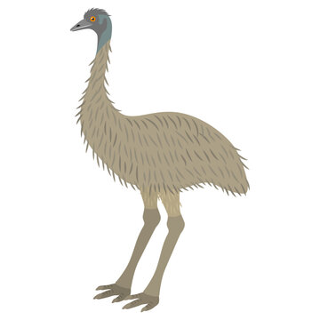 エミューのイラスト