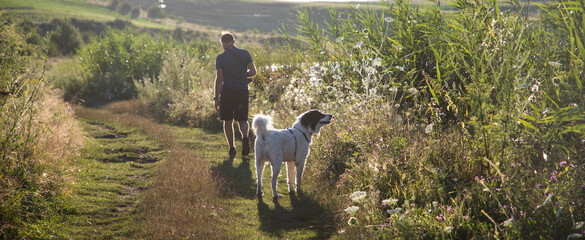 summer lakeside with a dog