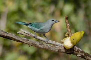 robin on a branch