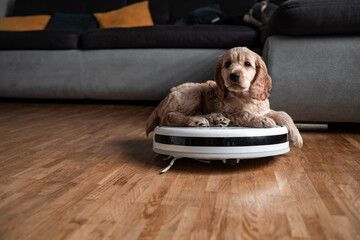 Pet friendly smart vacuum cleaner. Cute golden cocker spaniel puppy dog with while robot vacuum cleaner works close to him. smart technology concept
