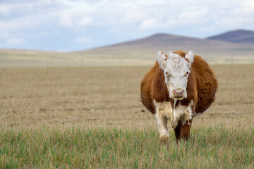 Polled Hereford cow visibly pregnant in a field with some mountains behind looking straight at the...