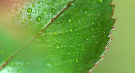 Juicy green leaf with drops after rain