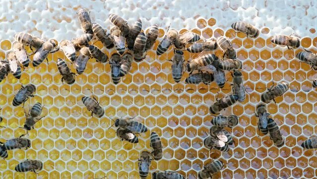 Bees swarming on honeycomb. Insects working in wooden beehive, collecting nectar from pollen of flower, create sweet honey. Concept of apiculture, collective work. 4k.