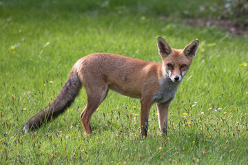 Red Fox