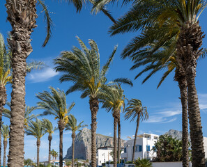 Fototapeta na wymiar Palm trees on San Vito lo Capo beach against blue sky.