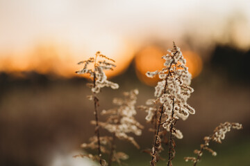 Plants at golden hour