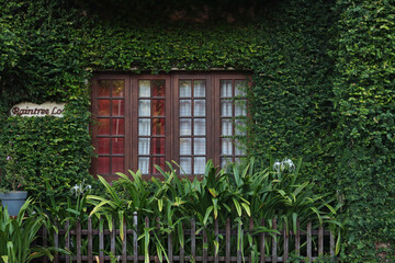 Green climber plants surrounding the house wall