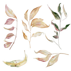Hand drawn autumn botanical watercolor illustrations with leaves