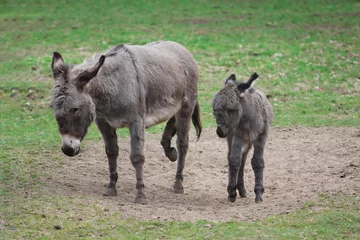 Fototapeten Esel The brown grey donkey with cute baby in the field   © northernland
