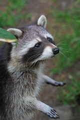 Portrait of the cute fluffy racoon
