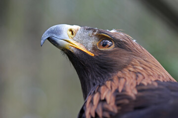 The brown eagle portrait 