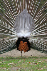 photo of the peacock backside with open tail