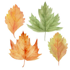 Hand drawn autumn botanical watercolor illustrations with leaves
