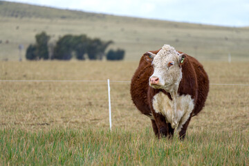 Polled Hereford cow visibly pregnant in a field with some mountains behind . Copy space