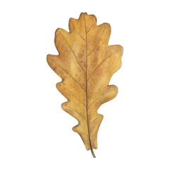 Handpainted watercolor illustrations with autumn oak leaf