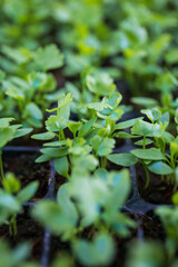 Coriander seedlings grown on the farm.