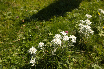 blühende Edelweis , Blume, 