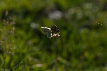 Bläulinge, Schmetterling, mehrere auf einem Grashalm,Polyommatinae