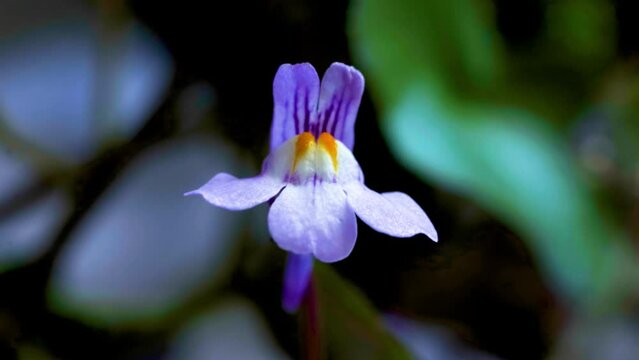Macro video of the flower Cymbalaria muralis, small purple wildflowers, Ivy-leaved toadflax or Kenilworth Ivy isolated on blurry background