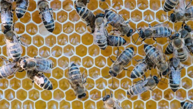 Bees swarming on honeycomb, extreme macro footage. Insects working in wooden beehive, collecting nectar from pollen of flower, create sweet honey. Concept of apiculture, collective work. 4k.