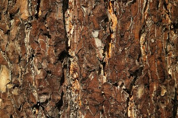 Background, texture of young pine bark