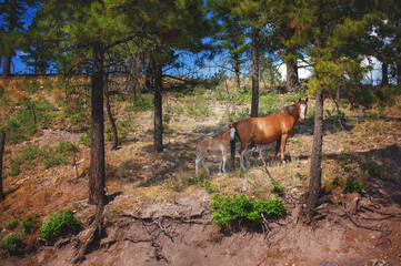 Mama with Foal