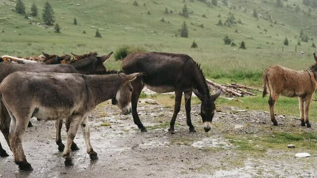 Donkeys graze in the Carpathian mountains during the rain on the Transalpina road in Romania