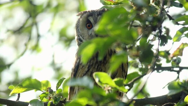 Close up video of long eared owl (Asio otus) gazing by big eyes from dense branch deep in crown. Wildlife tranquil portrait footage of bird in natural habitat background.