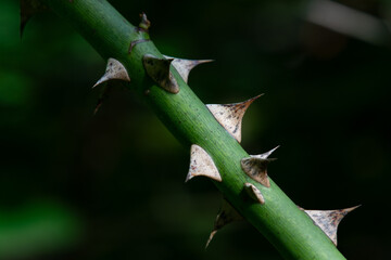 Thorns