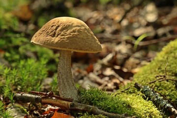 Hainbuchen-Raufuß (Leccinellum pseudoscabrum)