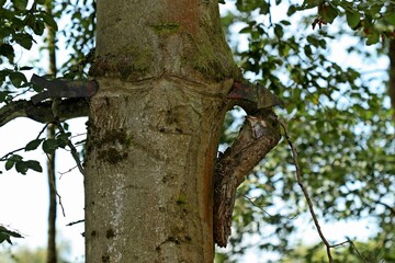 Von Wegweiser durchbohrte Buche mit Gesicht.