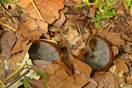 Halbkugeliger Borstenbecherling oder Halbkugeliger Borstling (Humaria hemisphaerica)
