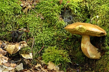 Toten- oder Herbsttrompete (Craterellus cornucopioides) neben Steinpilz