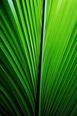 Obraz premium green palm leaf as a background