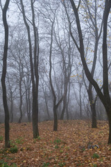 Bare tree branches in a foggy autumn park