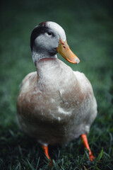duck on the grass