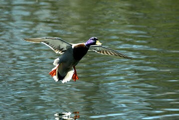 Ente im Flug