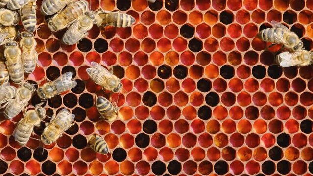Bee pollen stored in the combs. Inside the Beehive - A honeycomb, wax cells with honey and pollen. A honey bee colony close up, beehive, beekeeping.