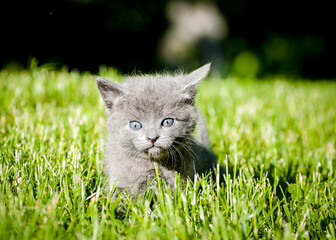 grey kitten with blue eyes outdoors in green grass