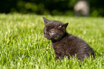 black kitten sitting outdoors in green grass