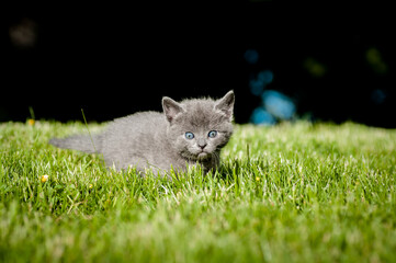 grey kitten outdoors in green grass