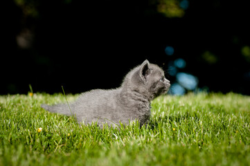 grey kitten outdoors in green grass