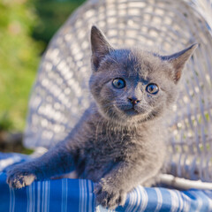 cute grey kitten in a white backet blue eyes