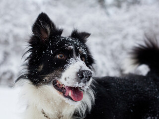 attentive bordercollie dog in snow 